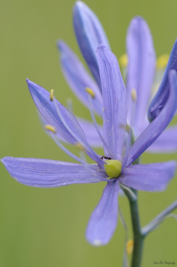 Common Camas Camassia quamash Cowichan Garry Oak Preserve Cowichan Valley Vancouver Island British Columbia.  Print