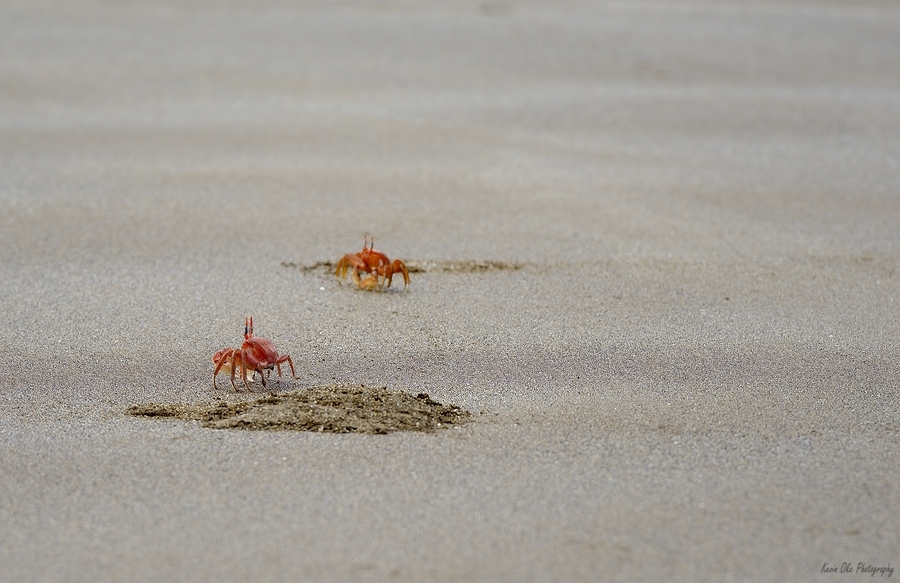 Ghost crabs Ocypode Gaudichaudii and burrows on Espumilla Beach Santiago Island Galapagos Islands Ecuador
  Print