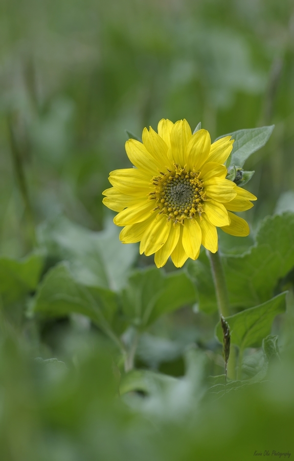 Deltoid Balsamroot Balsamorhiza deltoidea Cowichan Valley Vancouver Island British Columbia Canada  Print