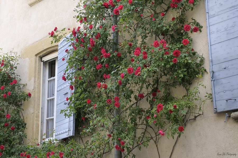 Roses climbing a wall Lourmarin  Print