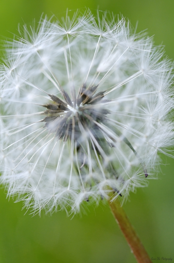 Dandelion Cowichan Valley Vancouver Island British Columbia Canada  Print