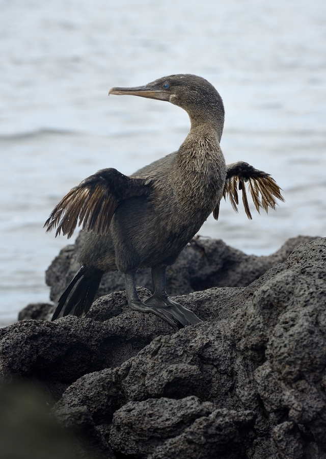 Flightless Cormorant or Galapagos Cormorant Phalacrocorax harrisi Urbina Bay Isabela Island Galapagos Islands Ecuador  Print
