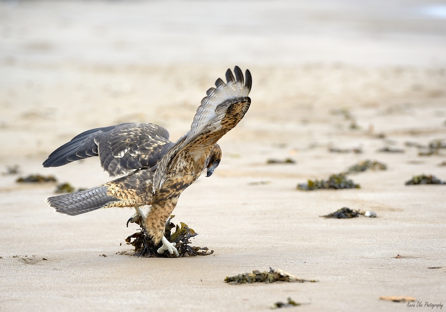 Galapagos Hawk Buteo galapagoensis landing on Espumilla Beach Santiago Island Galapagos Islands Ecuador
  Print