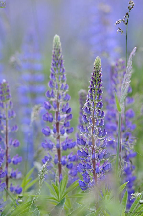 Farm in the Cowichan Valley Vancouver Island British Columbia Canada.  Print