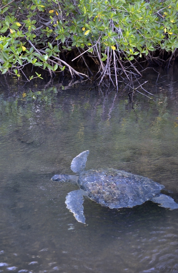 Galapagos green turtle Chelonia mydas agassisi Elizabeth Bay Isabela Island Galapagos Islands Ecuador  Print