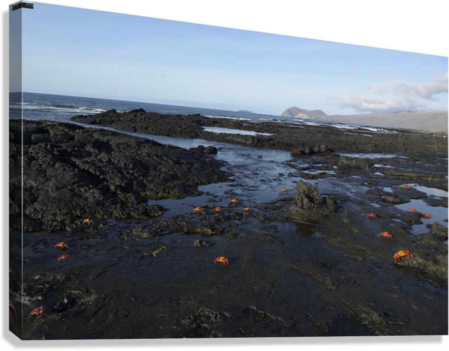 Sally Lightfoot crabs Canvas Print