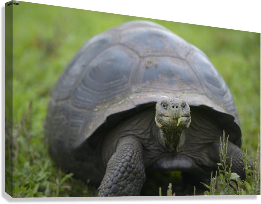 Galapagos giant tortoise Canvas Print