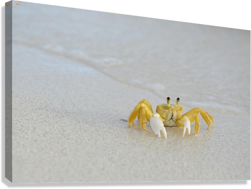 Ghost Crab Canvas Print