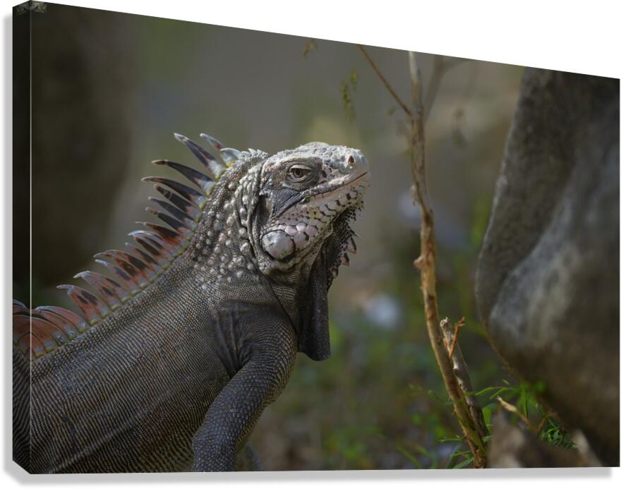 Green Iguana Canvas Print