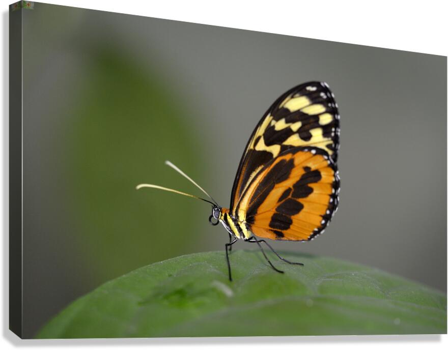 Heliconius Butterfly Canvas Print