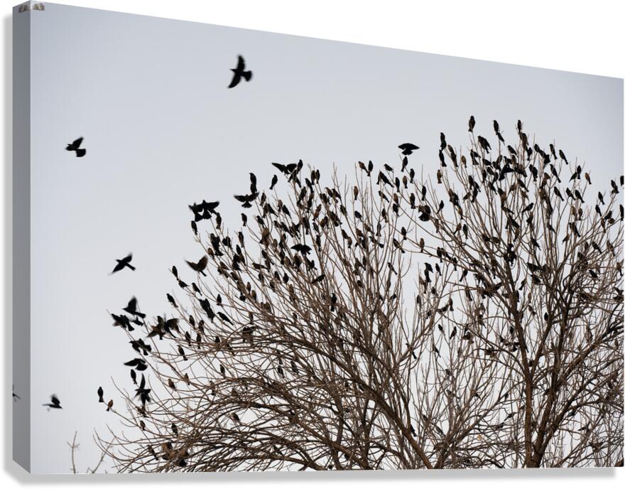 Birds in Flight Canvas Print