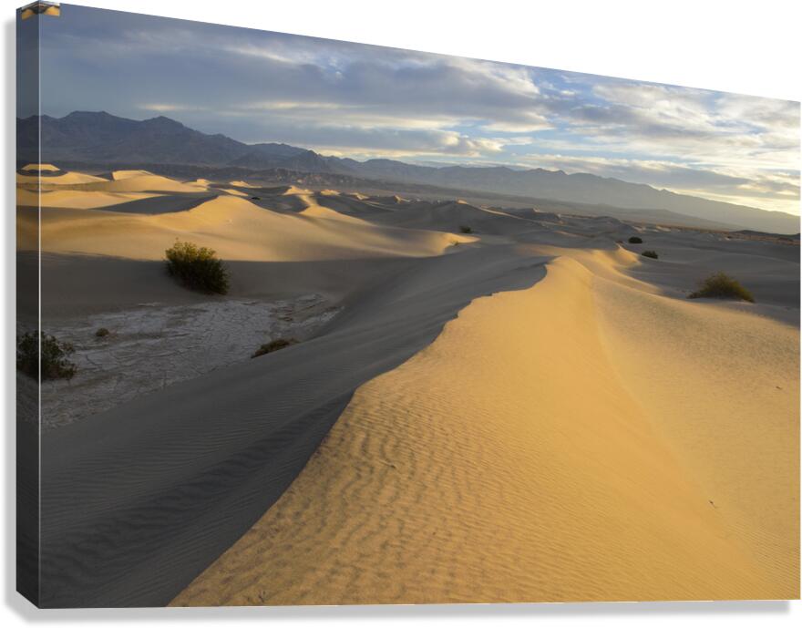 Mesquite Flat Sand Dunes at sunrise Canvas Print