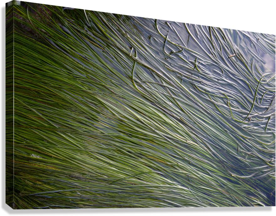 Eel grass in a tide pool Canvas Print