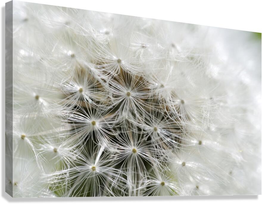 Dandelion Cowichan Valley Vancouver Island British Columbia Canada Canvas Print
