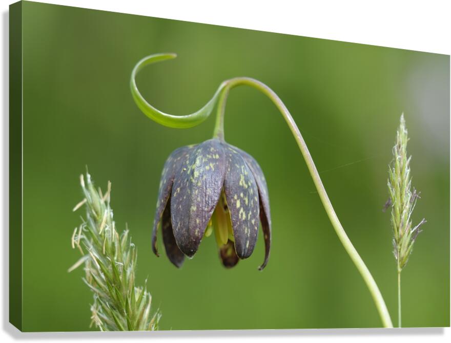 Chocolate Lily Fritillaria affinis Cowichan Valley Vancouver Island British Columbia Canada Canvas Print