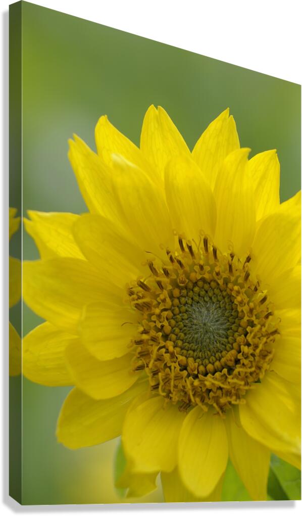 Deltoid Balsamroot Balsamorhiza deltoidea Cowichan Valley Vancouver Island British Columbia Canada Canvas Print