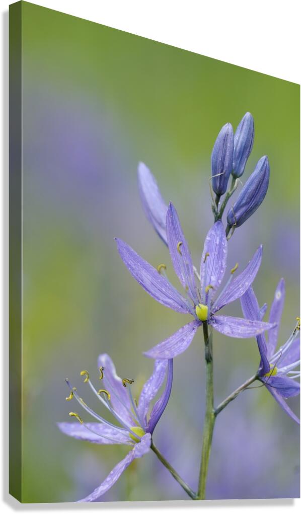 Common Camas Camassia quamash Cowichan Valley Vancouver Island British Columbia Canada Canvas Print