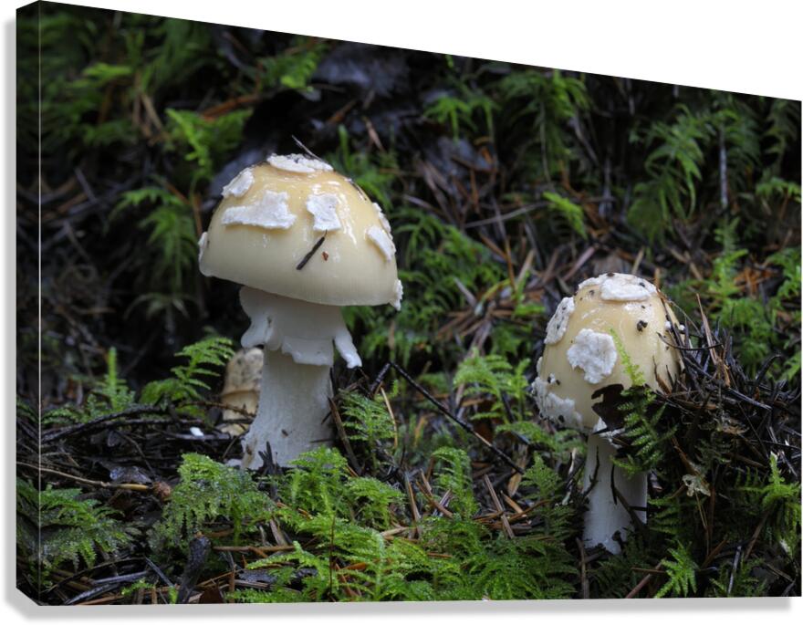 Mushroom Canvas Print