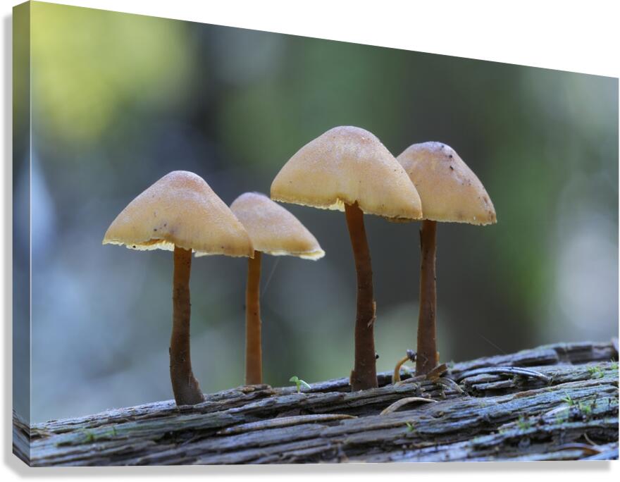 Mycena Mushroom Canvas Print