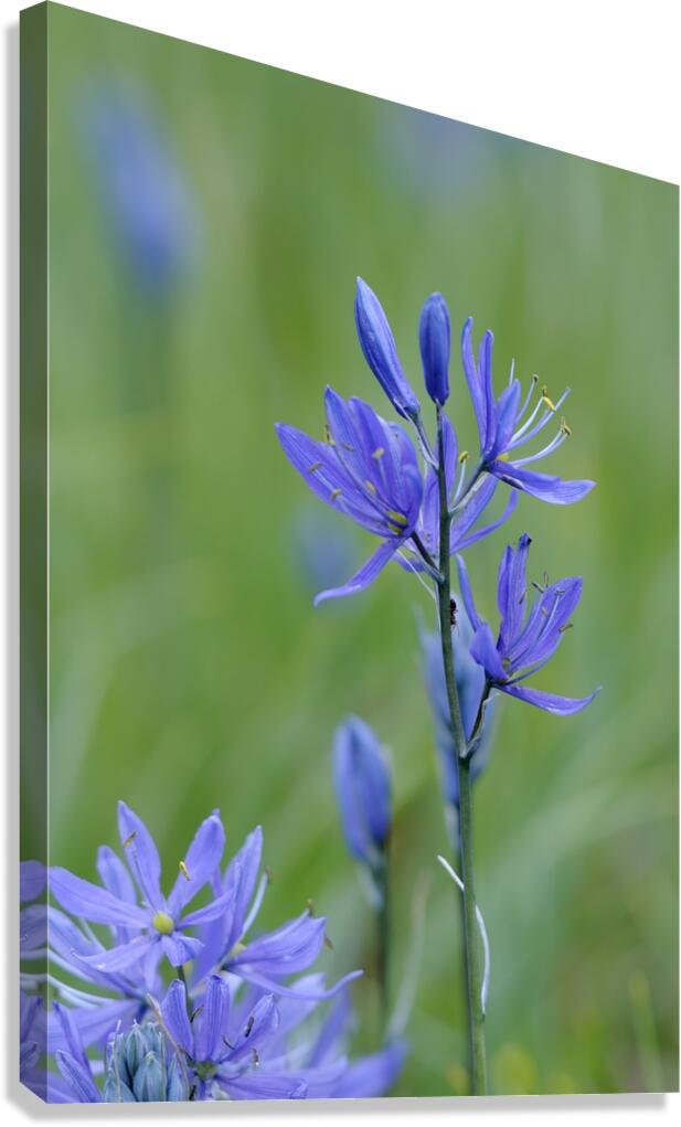 Common Camas Camassia quamash Cowichan Garry Oak Preserve Cowichan Valley Vancouver Island British Columbia. Canvas Print