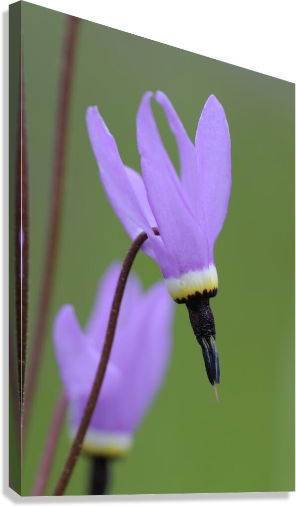 Shooting Star Dodecatheon pulchellum Cowichan Garry Oak Preserve Cowichan Valley Vancouver Island British Columbia. Canvas Print