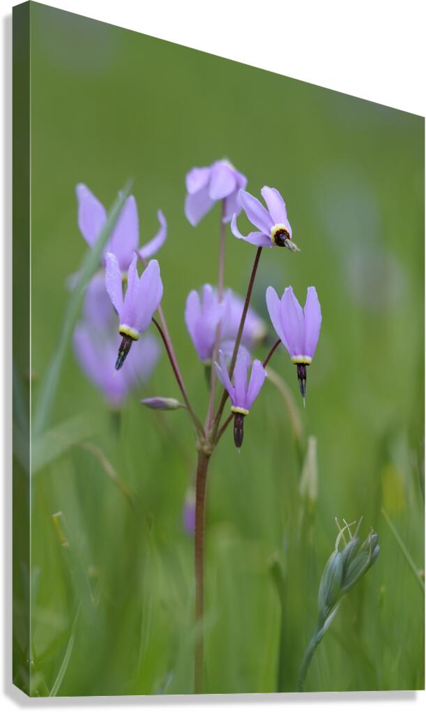 Shooting Star Dodecatheon pulchellum Cowichan Garry Oak Preserve Cowichan Valley Vancouver Island British Columbia. Canvas Print