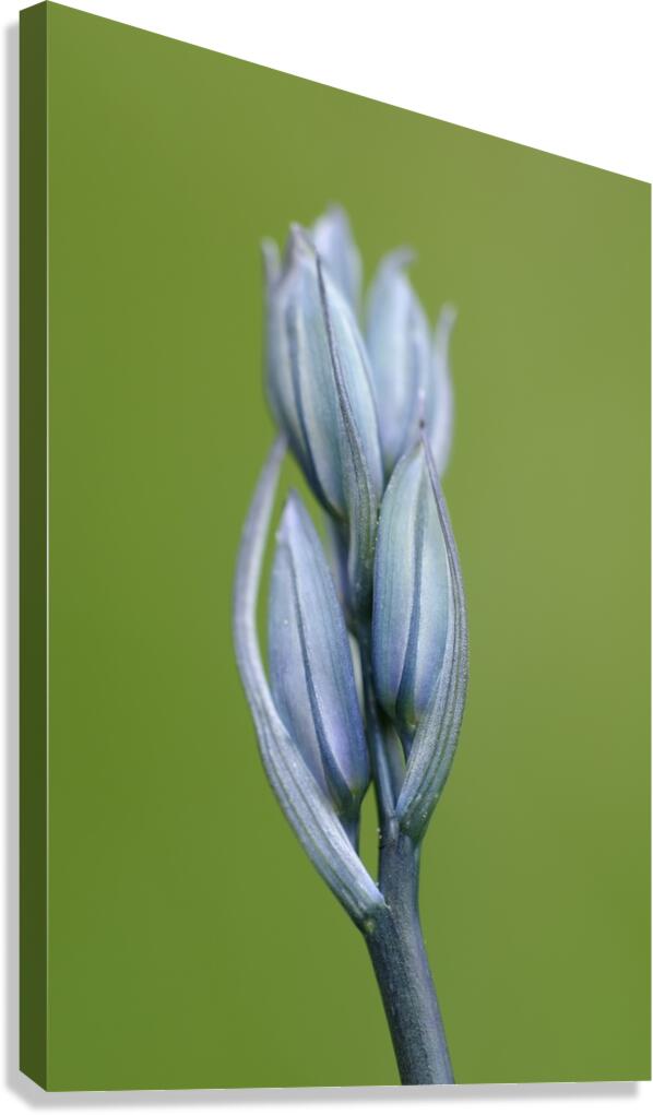 Common Camas Camassia quamash Cowichan Garry Oak Preserve Cowichan Valley Vancouver Island British Columbia. Canvas Print