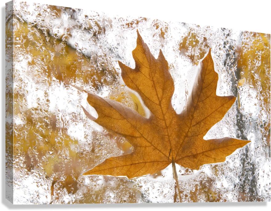 KO 45955 1 Canvas Print