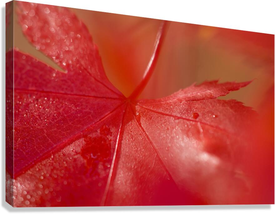 KO 50411 1 Canvas Print