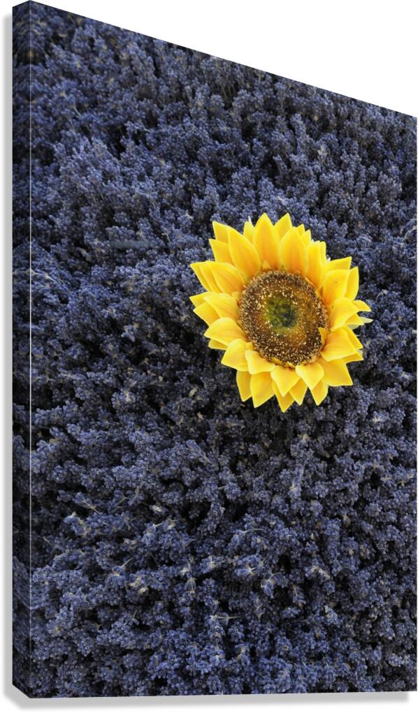 Dried sunflower with lavender flowers Canvas Print