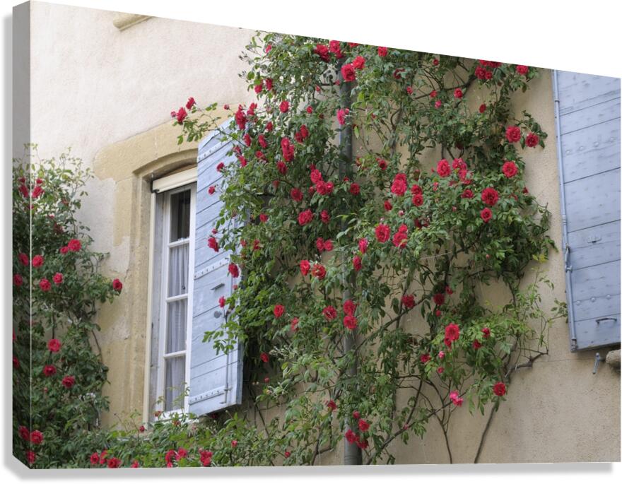 Roses climbing a wall Lourmarin Canvas Print