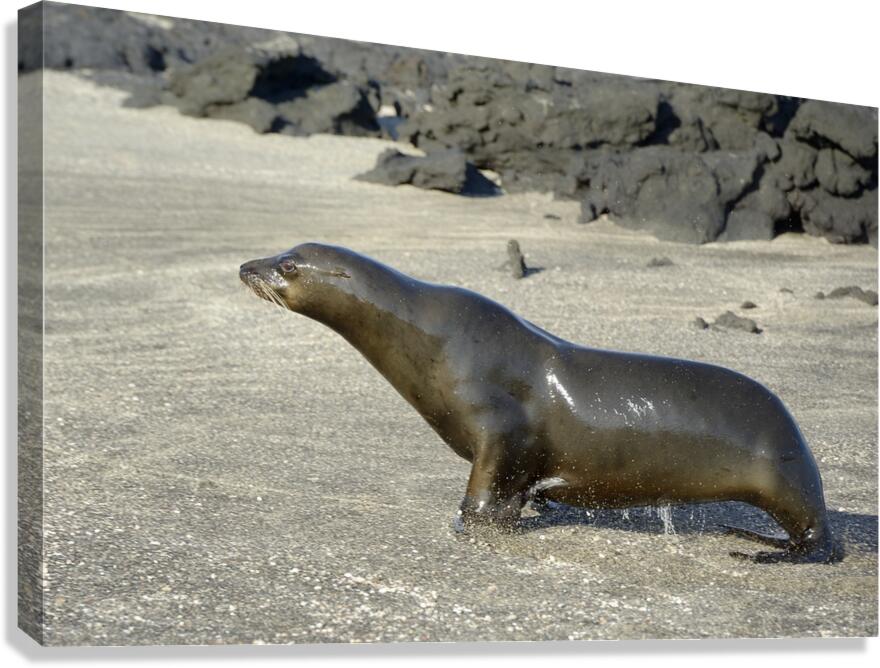 Galapagos sea lion male charging Punta Espinosa Fernandina Island Galapagos Islands Ecuador Canvas Print