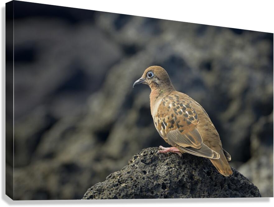 Galapagos Dove Zenaida galapagoensis on lava Urbina Bay Isabela Island Galapagos Islands Ecuador Canvas Print