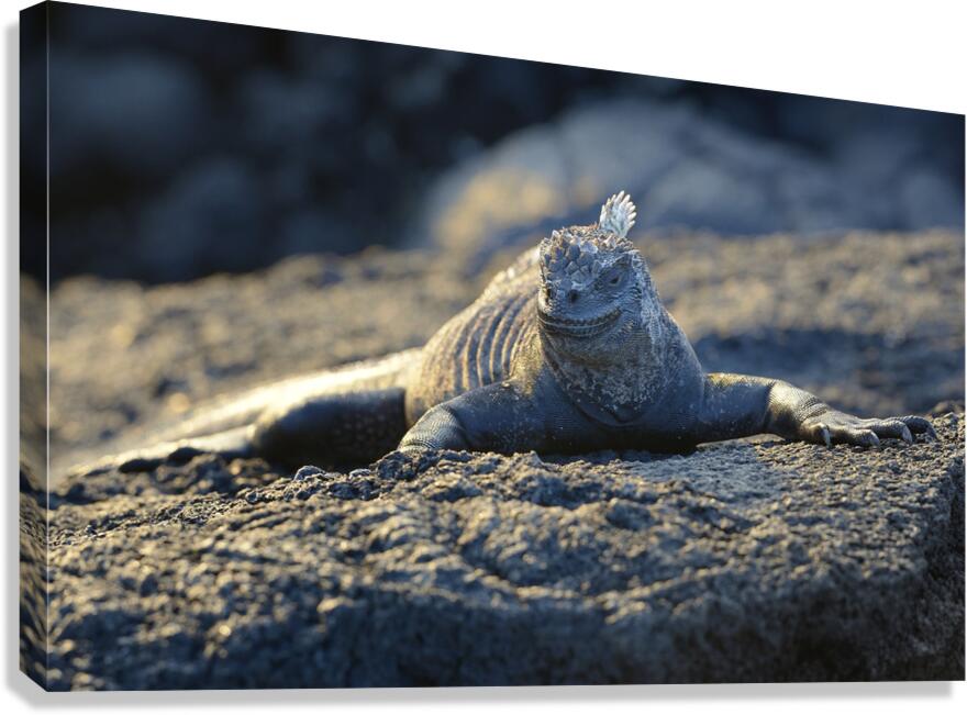 Marine Iguana at sunset Amblyrhynchus cristatus Punta Espinosa Fernandina Island Galapagos Islands Ecuador Canvas Print