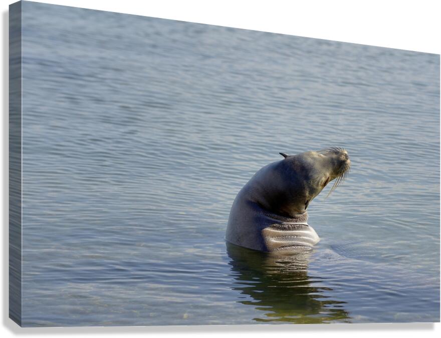 Galapagos sea lion Zalophus wollebaeki stretching Punta Espinosa Fernandina Island Galapagos Islands Ecuador Canvas Print