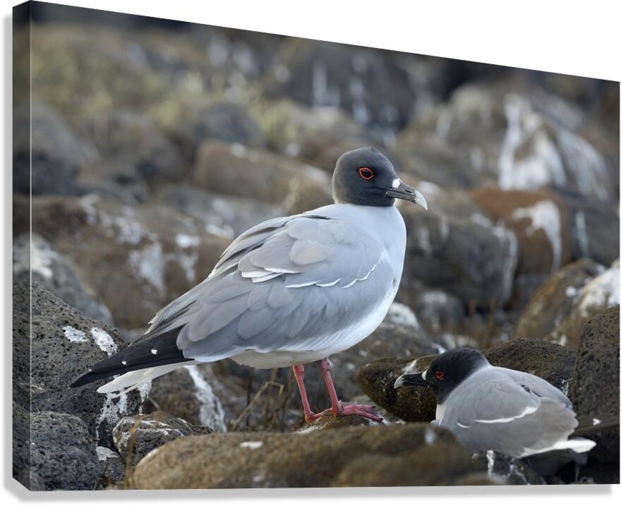 Swallow tailed Gulls Creagrus furcatus North Seymour Island Galapagos Islands Ecuador
 Canvas Print
