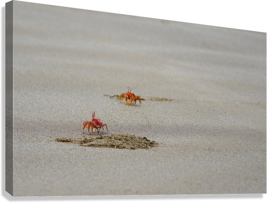 Ghost crabs Ocypode Gaudichaudii and burrows on Espumilla Beach Santiago Island Galapagos Islands Ecuador
 Canvas Print
