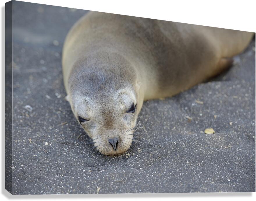 Galapagos sea lion Zalophus wollebaeki Puerto Egas Santiago Island Galapagos Islands Ecuador Canvas Print