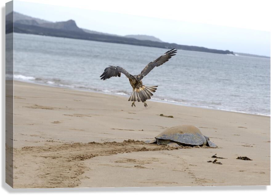 Galapagos Hawk Buteo galapagoensis flying above a Galapagos green turtle Playa Espumilla Santiago Island Galapagos Islands Ecuador
 Canvas Print