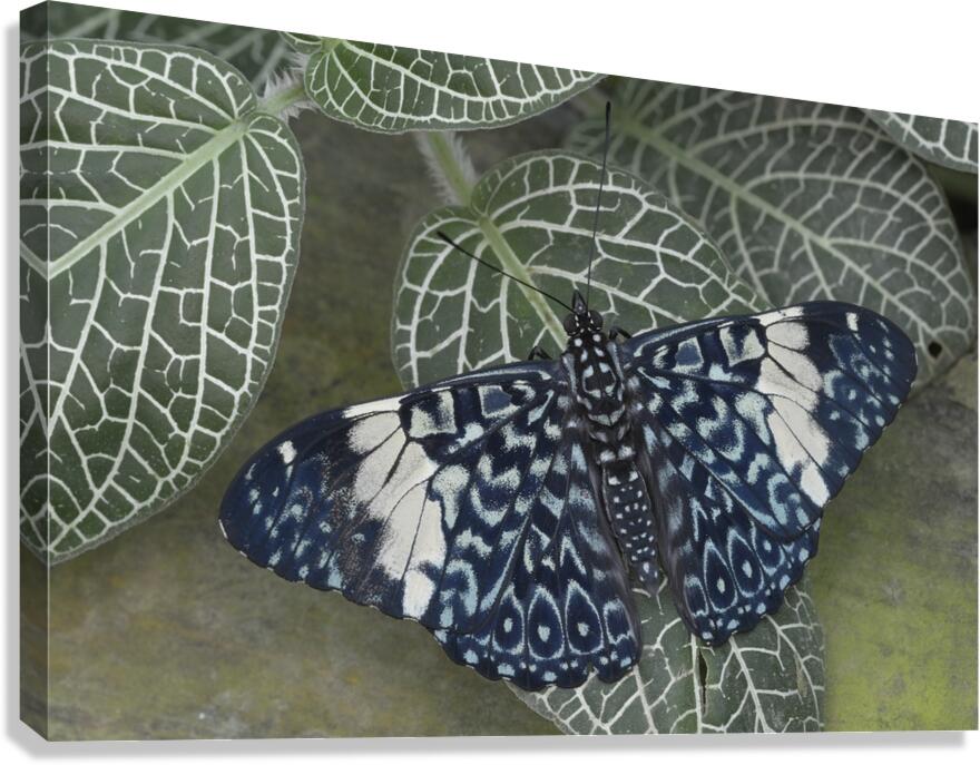 Hamadryas amphinome butterfly at the La Selva Jungle Lodge  Amazon Ecuador Canvas Print