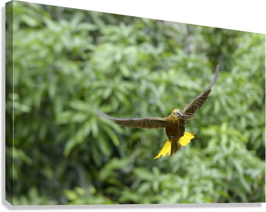 Russet backed oropendola Psarocolius angustifrons
 Canvas Print