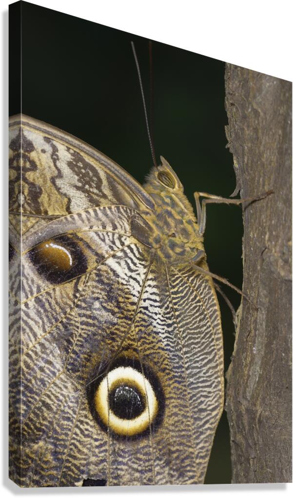 Owl butterfly Caligo idomeneus in the Amazon rainforest Amazon Ecuador Canvas Print