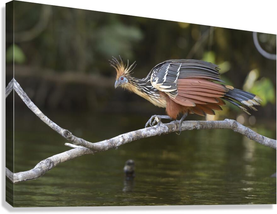 Hoatzin Opisthocomus hoazin on a branch over Lake Garzacocha La Selva Jungle Eco Lodge Amazon Basin Ecuador
 Canvas Print