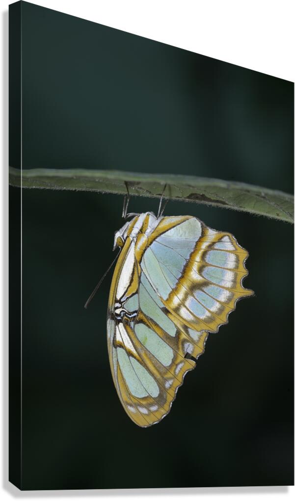 Butterfly at the La Selva Jungle Lodge butterfly farm Amazon Ecuador Canvas Print