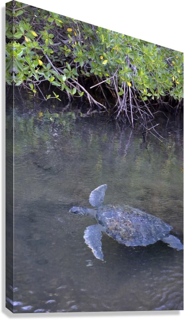 Galapagos green turtle Chelonia mydas agassisi Elizabeth Bay Isabela Island Galapagos Islands Ecuador Canvas Print