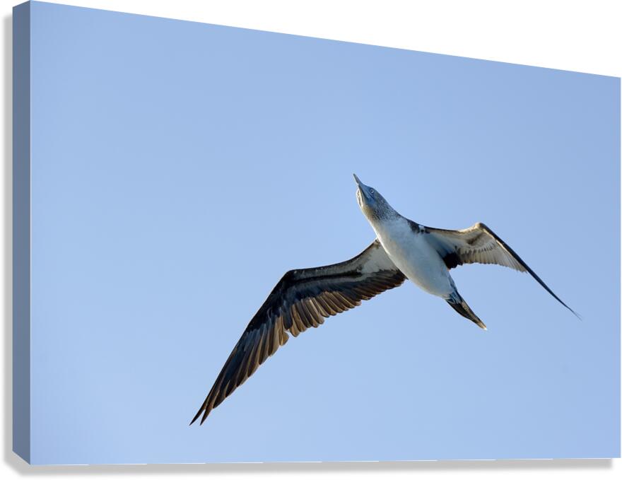 Blue footed Booby Sula nebouxii Punta Moreno Isabela Island Galapagos Islands Ecuador Canvas Print