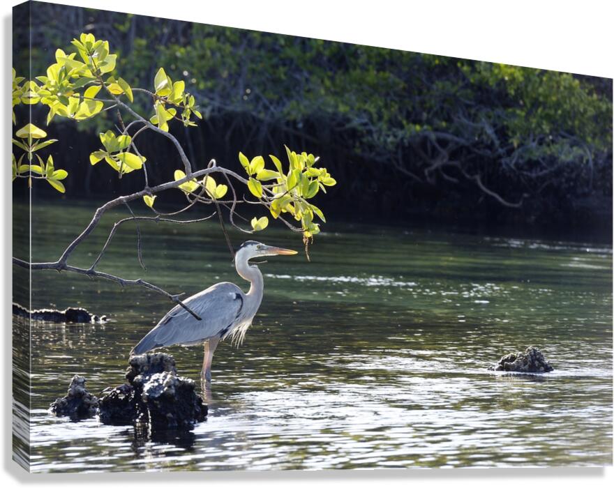 Great Blue Heron Ardea herodias Elizabeth Bay Isabela Island Galapagos Islands Ecuador Canvas Print
