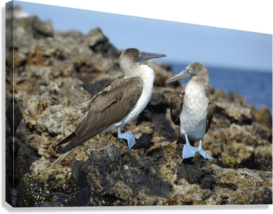 Blue footed Booby Sula nebouxii Punta Moreno Isabela Island Galapagos Islands Ecuador Canvas Print
