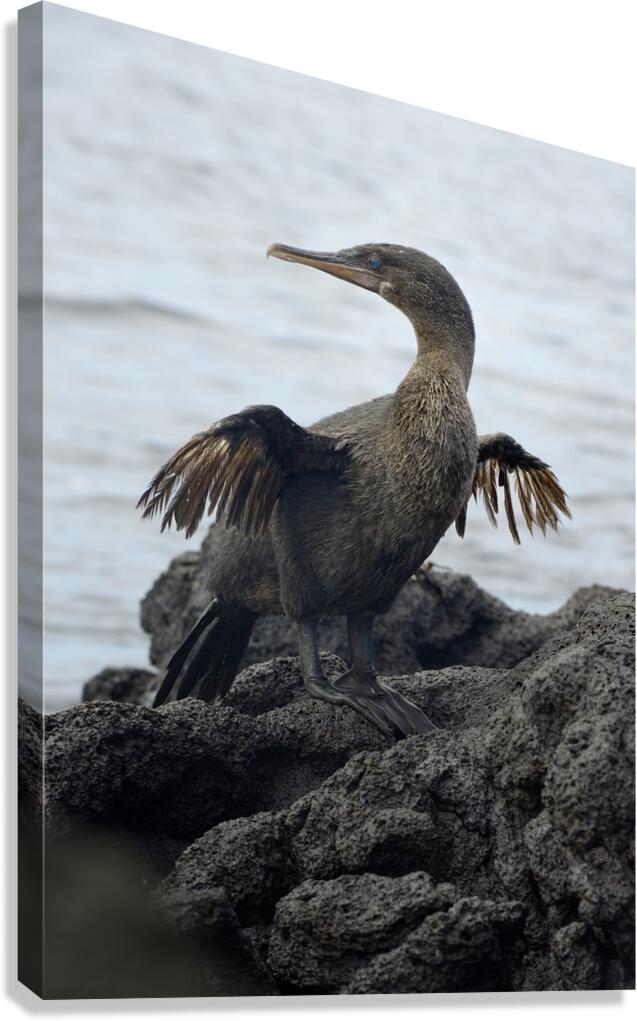 Flightless Cormorant or Galapagos Cormorant Phalacrocorax harrisi Urbina Bay Isabela Island Galapagos Islands Ecuador Canvas Print