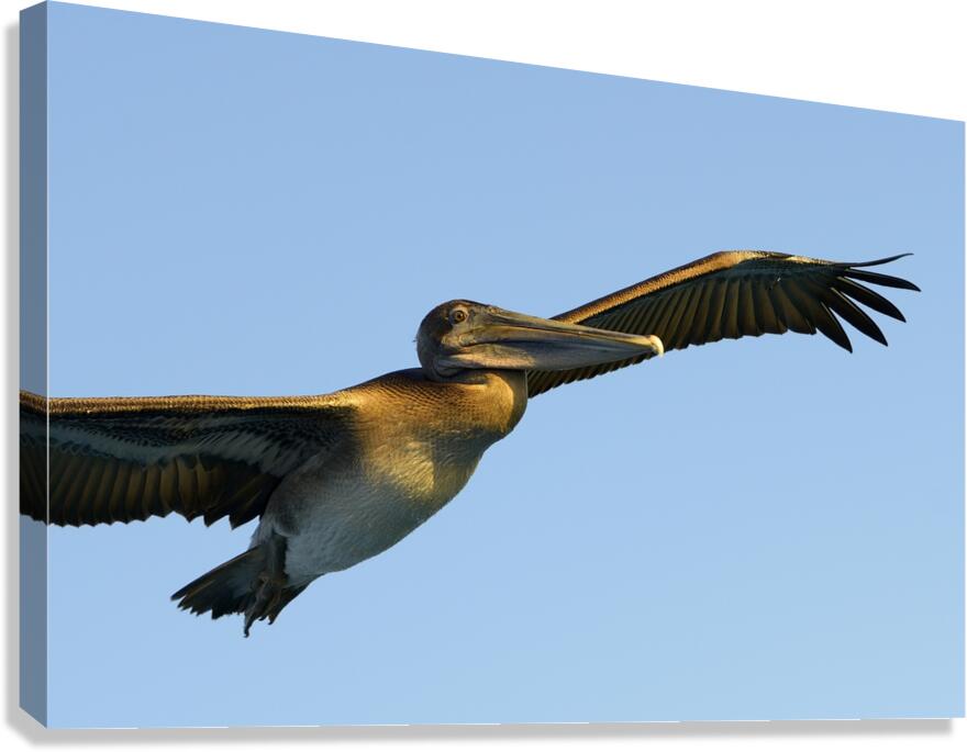 Brown Pelican Pelecanus occidentalis Elizabeth Bay Isabela Island Galapagos Islands Ecuador Canvas Print